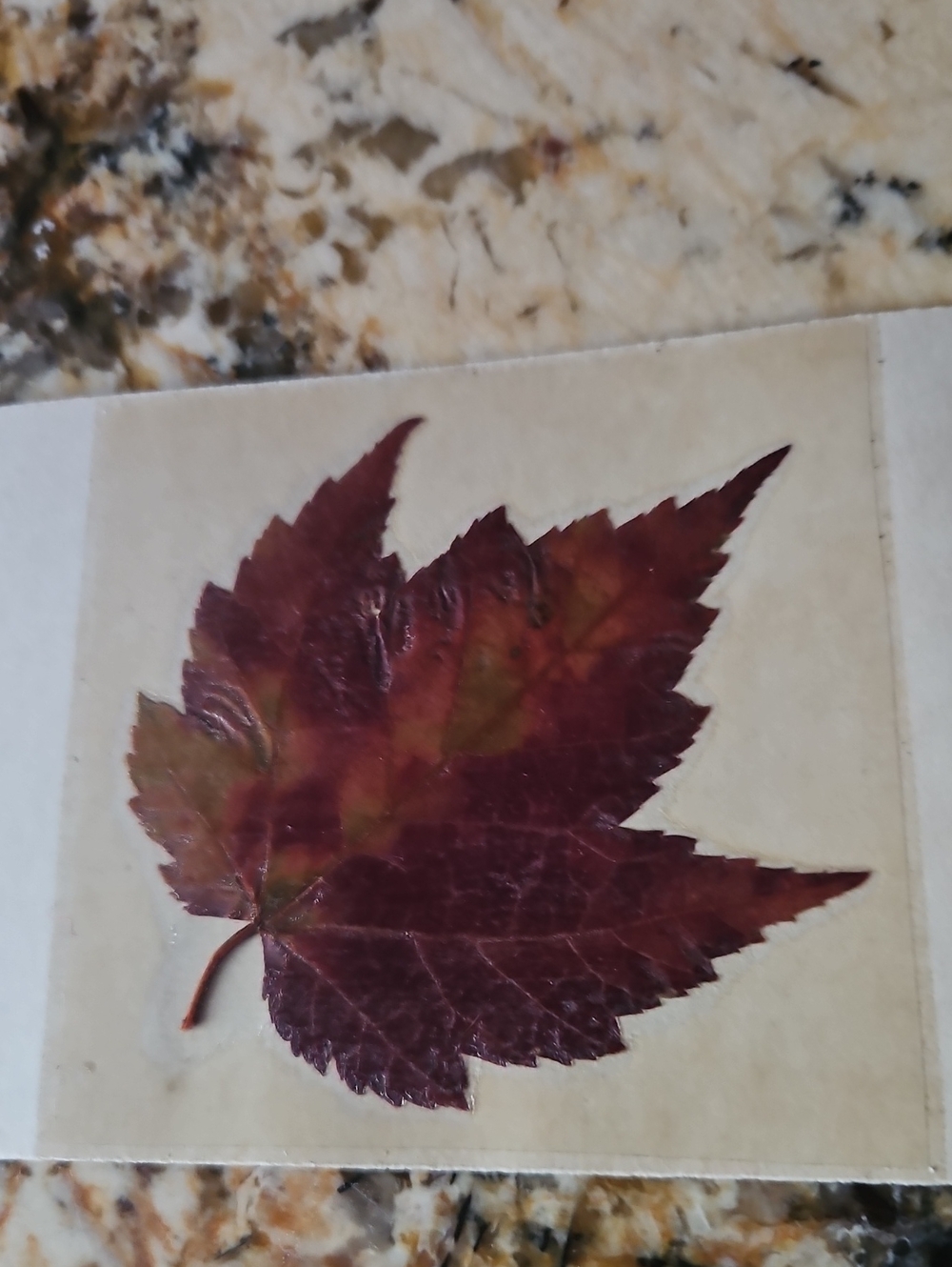 Unique Preserved Deep Red Maple Leaf Post Card From Stowe, Vermont
